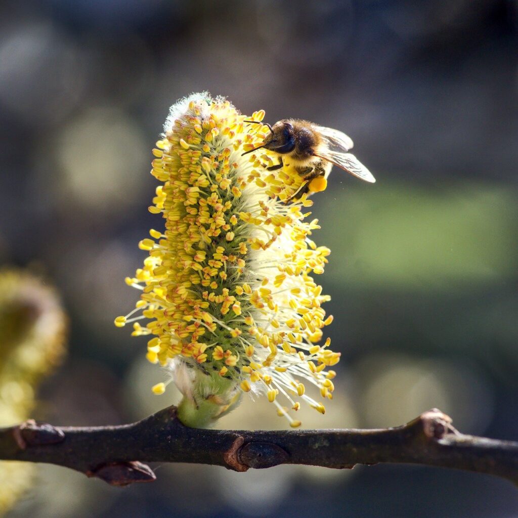 willow catkin, blooming, pollination-8612073.jpg
